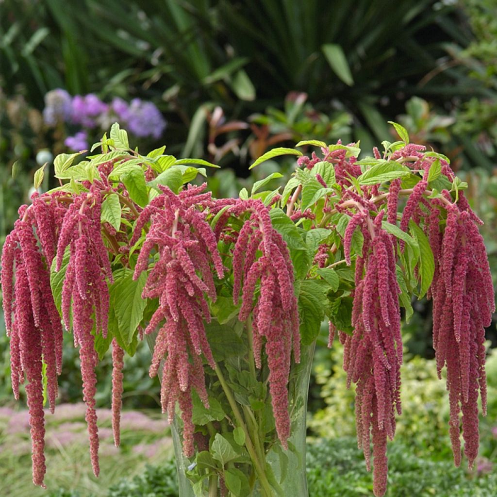 Amaranto Coral Fountain - Amaranthus