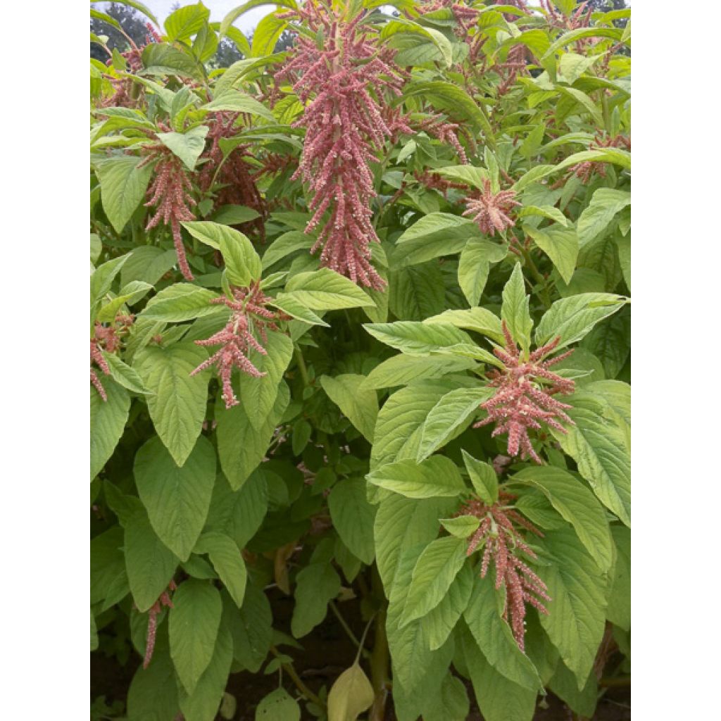 Amaranto Coral Fountain - Amaranthus