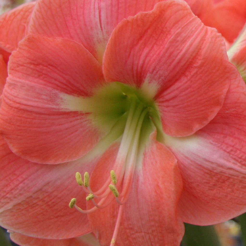 Amaryllis Rosalie - Hippeastrum