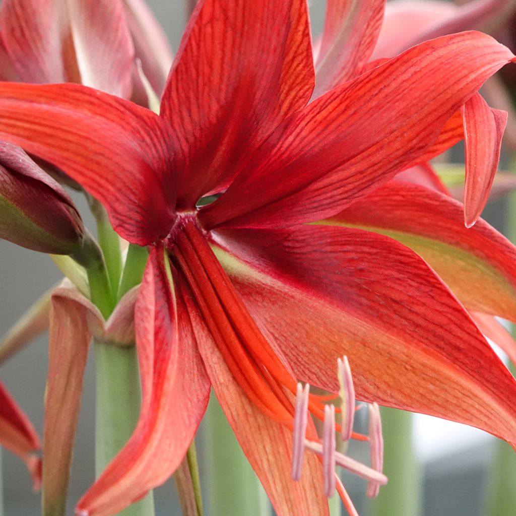 Amaryllis Cybester Bogota - Hippeastrum
