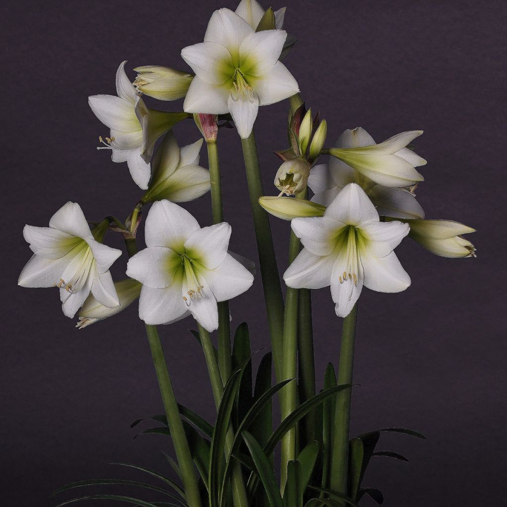 Amaryllis pluriflore White Garden - Hippeastrum