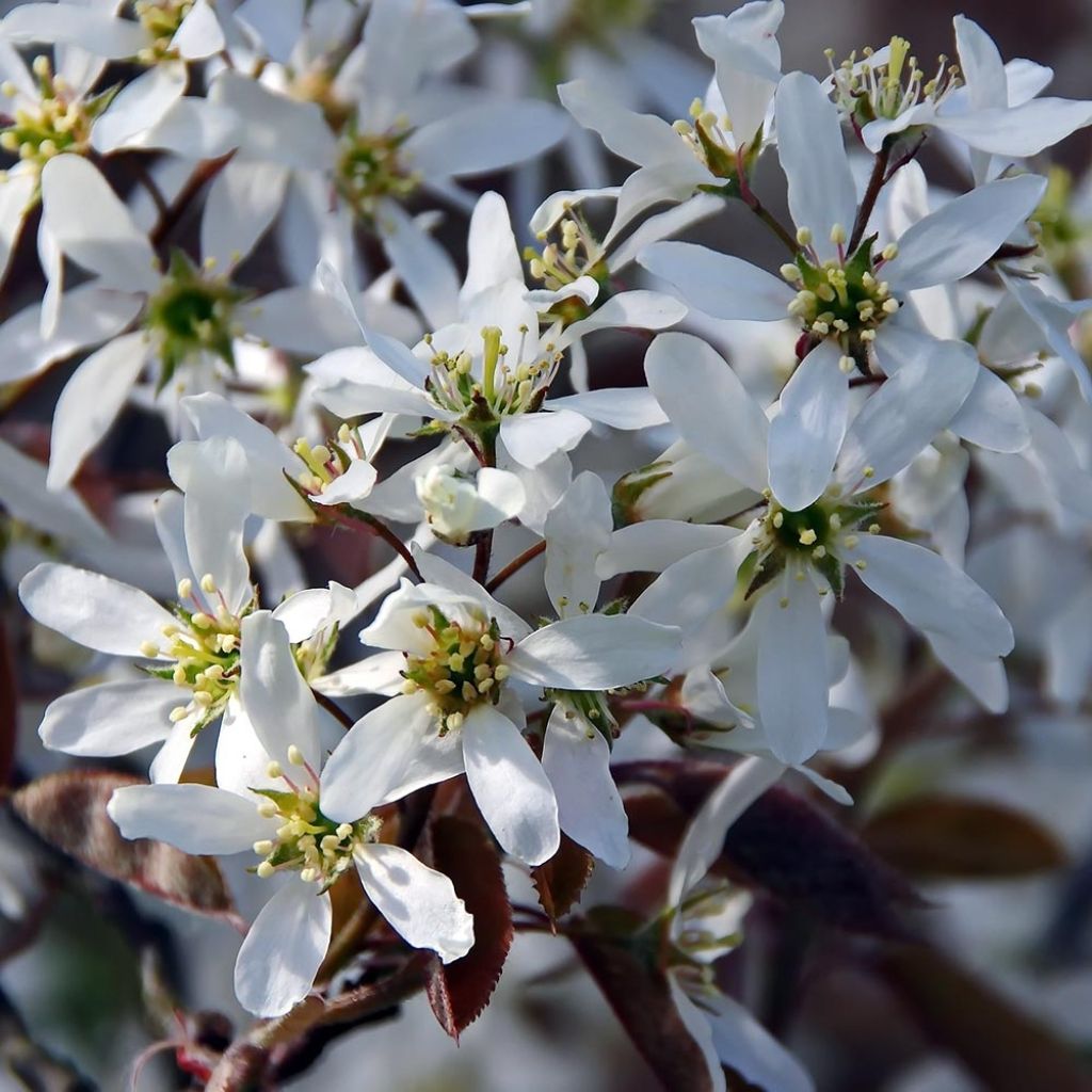 Amelanchier canadensis - Pero corvino