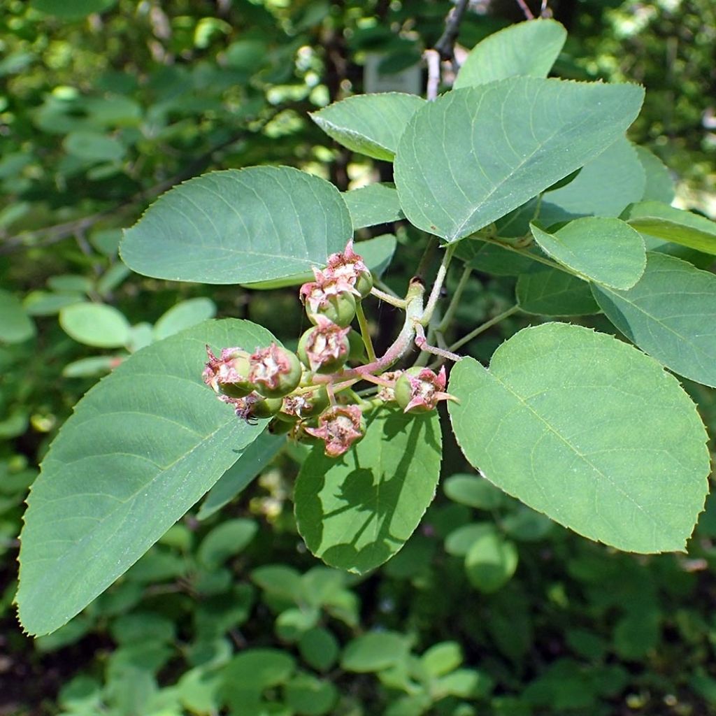 Amelanchier canadensis - Pero corvino