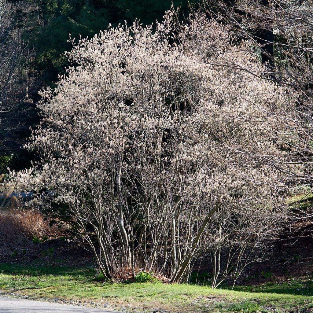Amelanchier canadensis - Pero corvino
