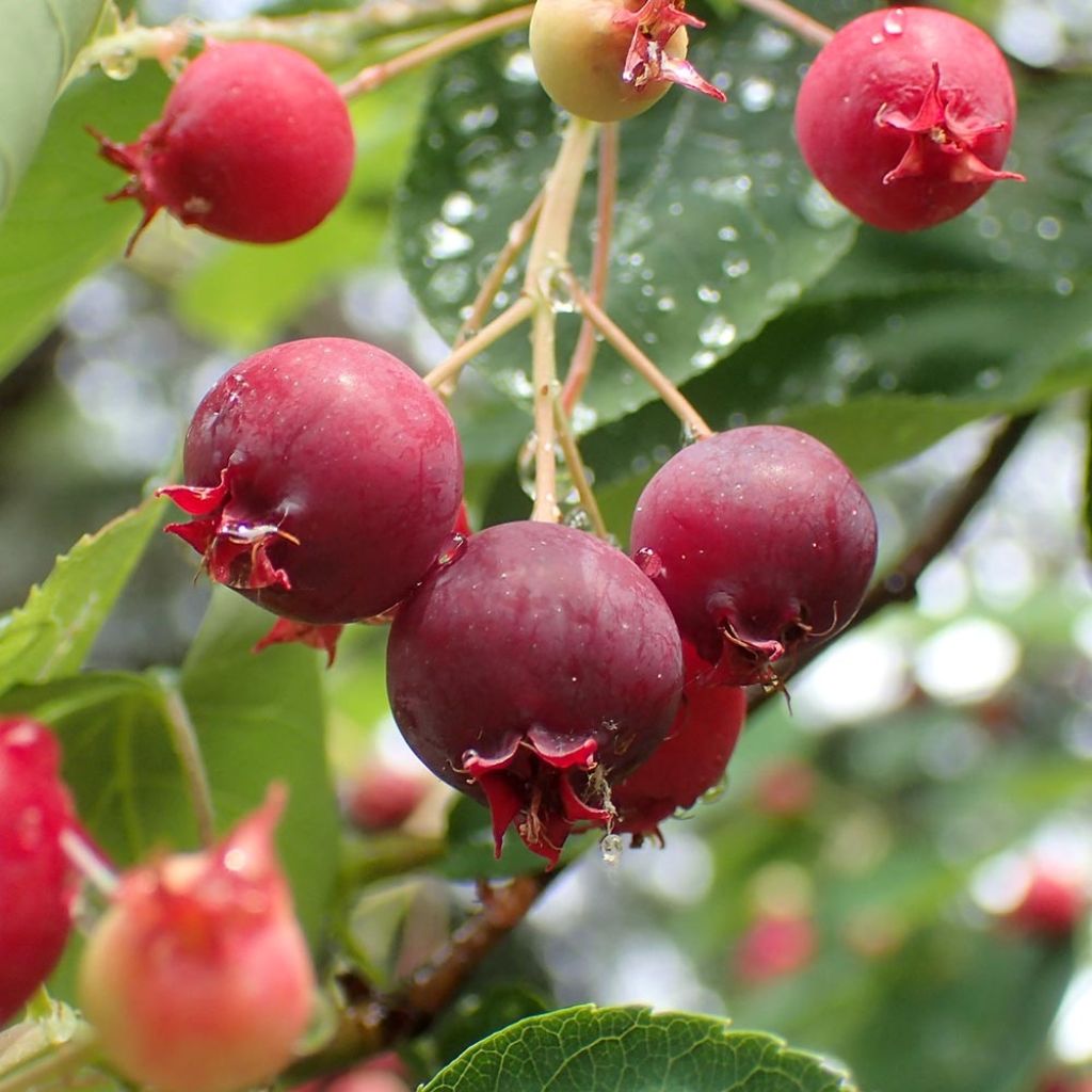 Amelanchier canadensis - Pero corvino