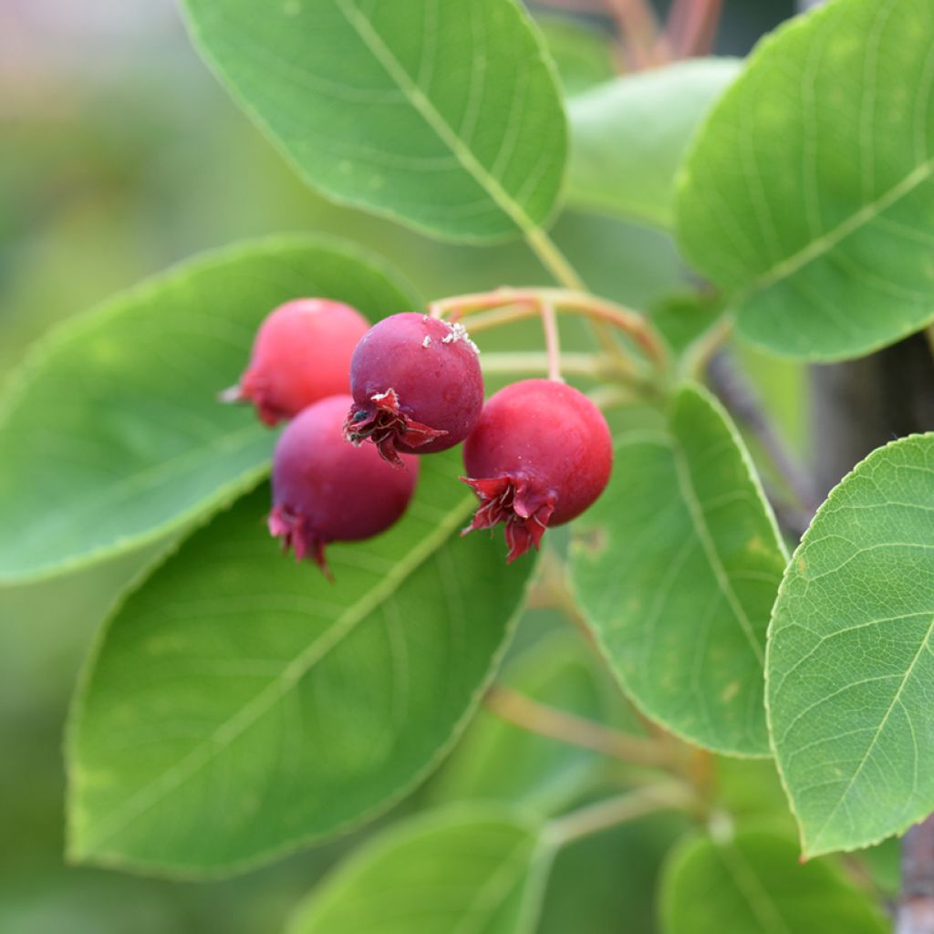 Amelanchier canadensis - Pero corvino