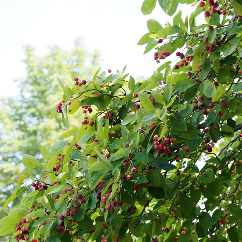 Amelanchier canadensis - Pero corvino
