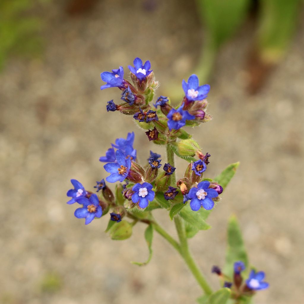 Anchusa azurea Loddon Royalist - Buglossa azzurra
