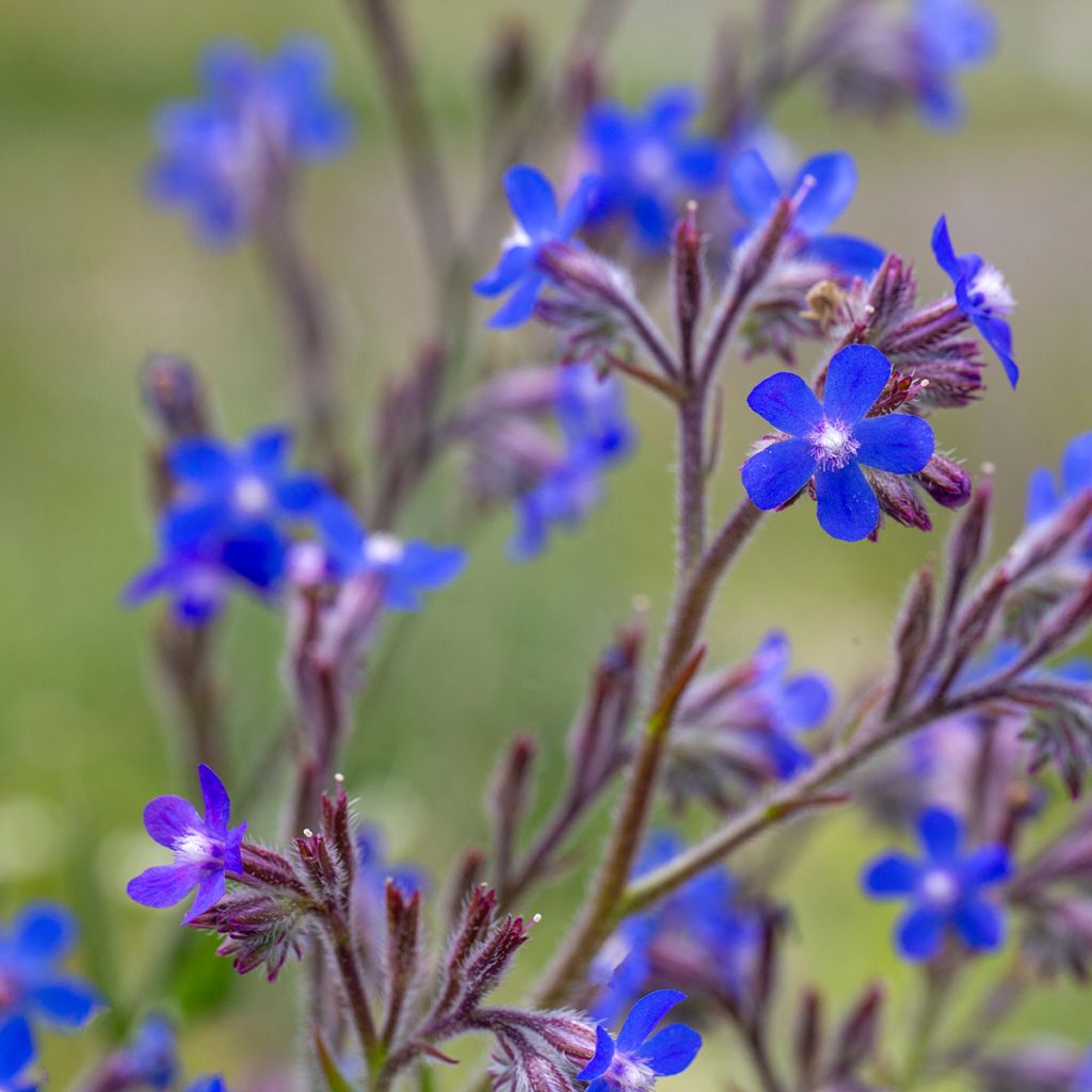 Anchusa azurea Feltham Pride - Buglossa azzurra