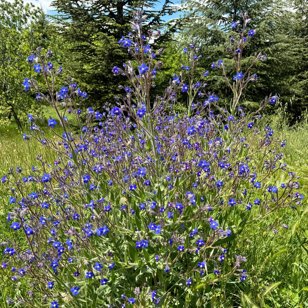 Anchusa azurea Feltham Pride - Buglossa azzurra