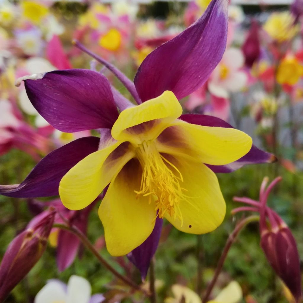 Aquilegia Mac Kana