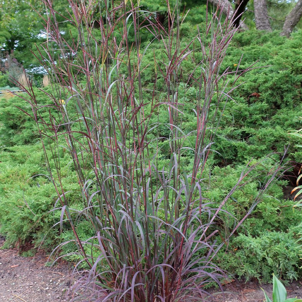 Andropogon gerardii Blackhawks