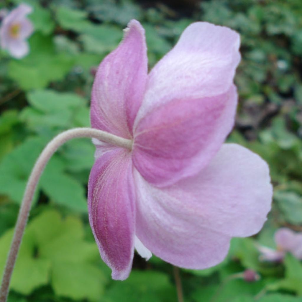 Anemone hupehensis September Charm - Anemone giapponese