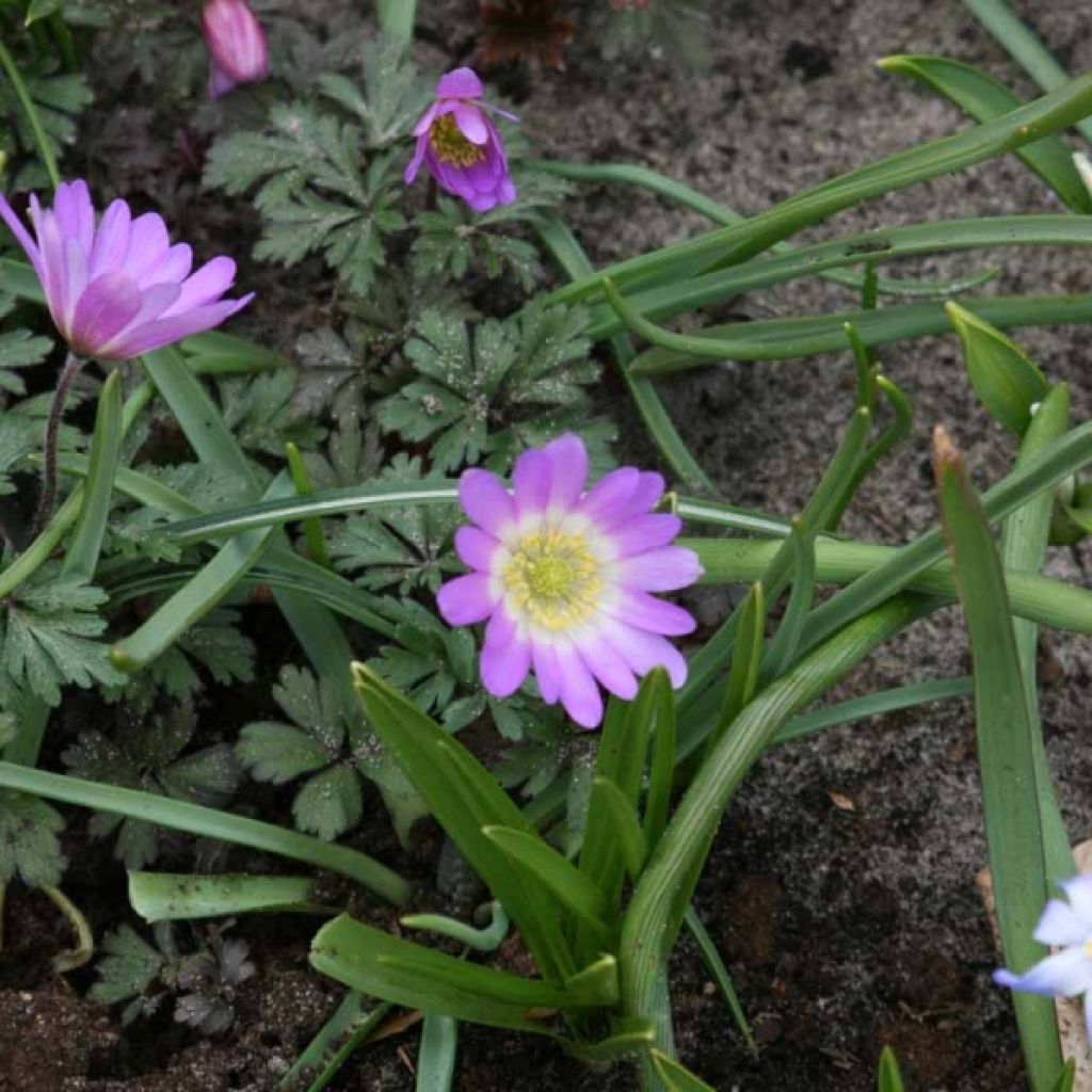 Anemone blanda Charmer
