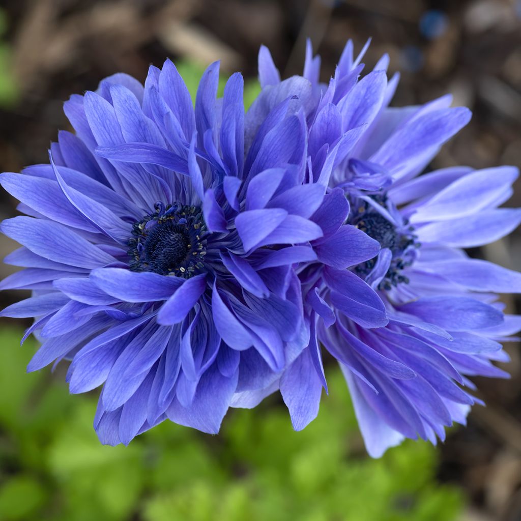 Anemone coronaria Lord Lieutenant - Anemone dei fiorai