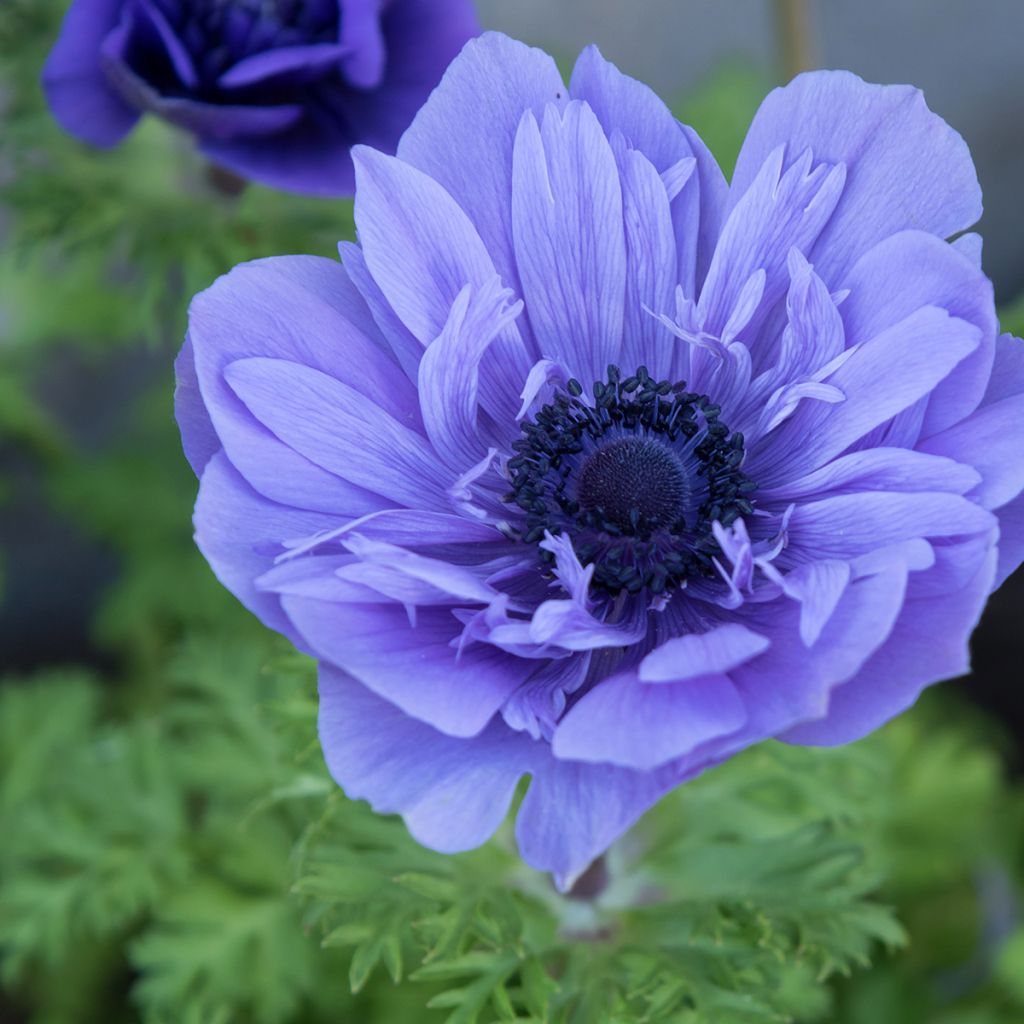 Anemone coronaria Lord Lieutenant - Anemone dei fiorai
