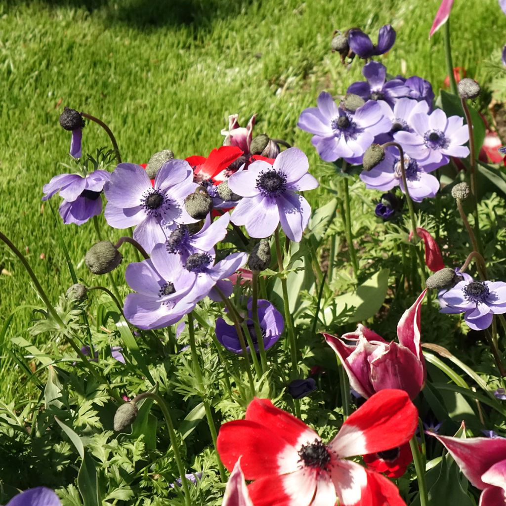 Anemone coronaria Mr Fokker - Anemone dei fiorai