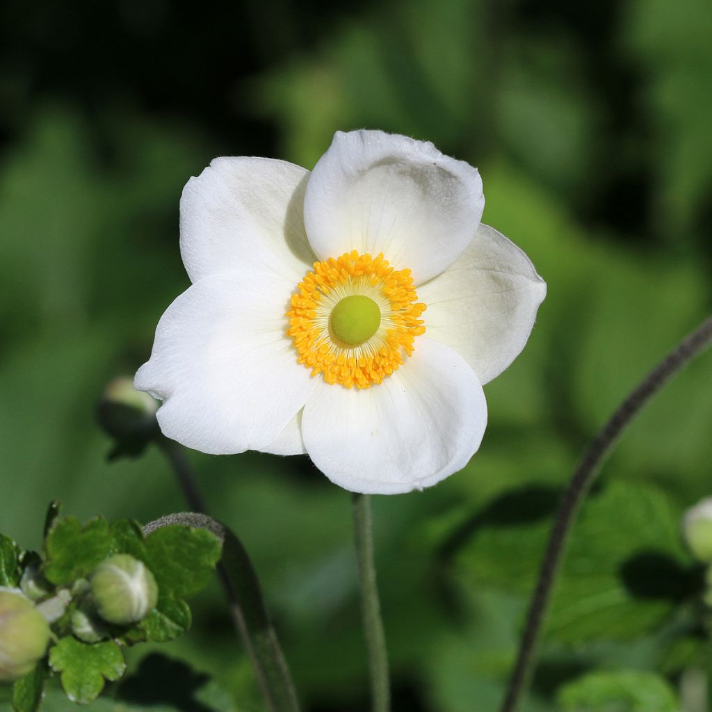 Anemone Honorine Jobert - Anemone giapponese