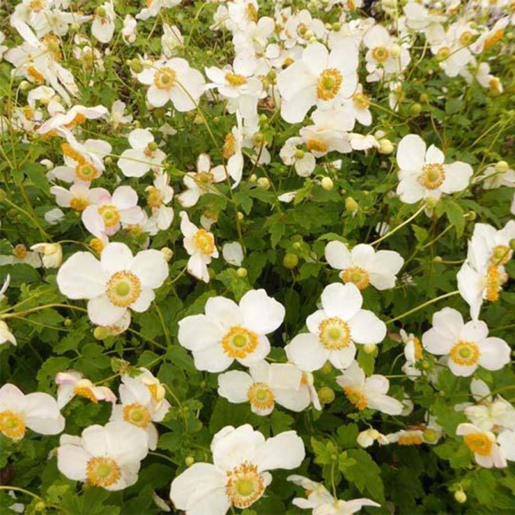 Anemone hupehensis Pretty Lady Maria - Anemone giapponese