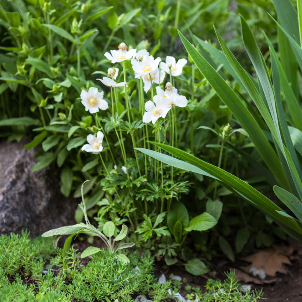 Anémone sauvage - Anemone sylvestris