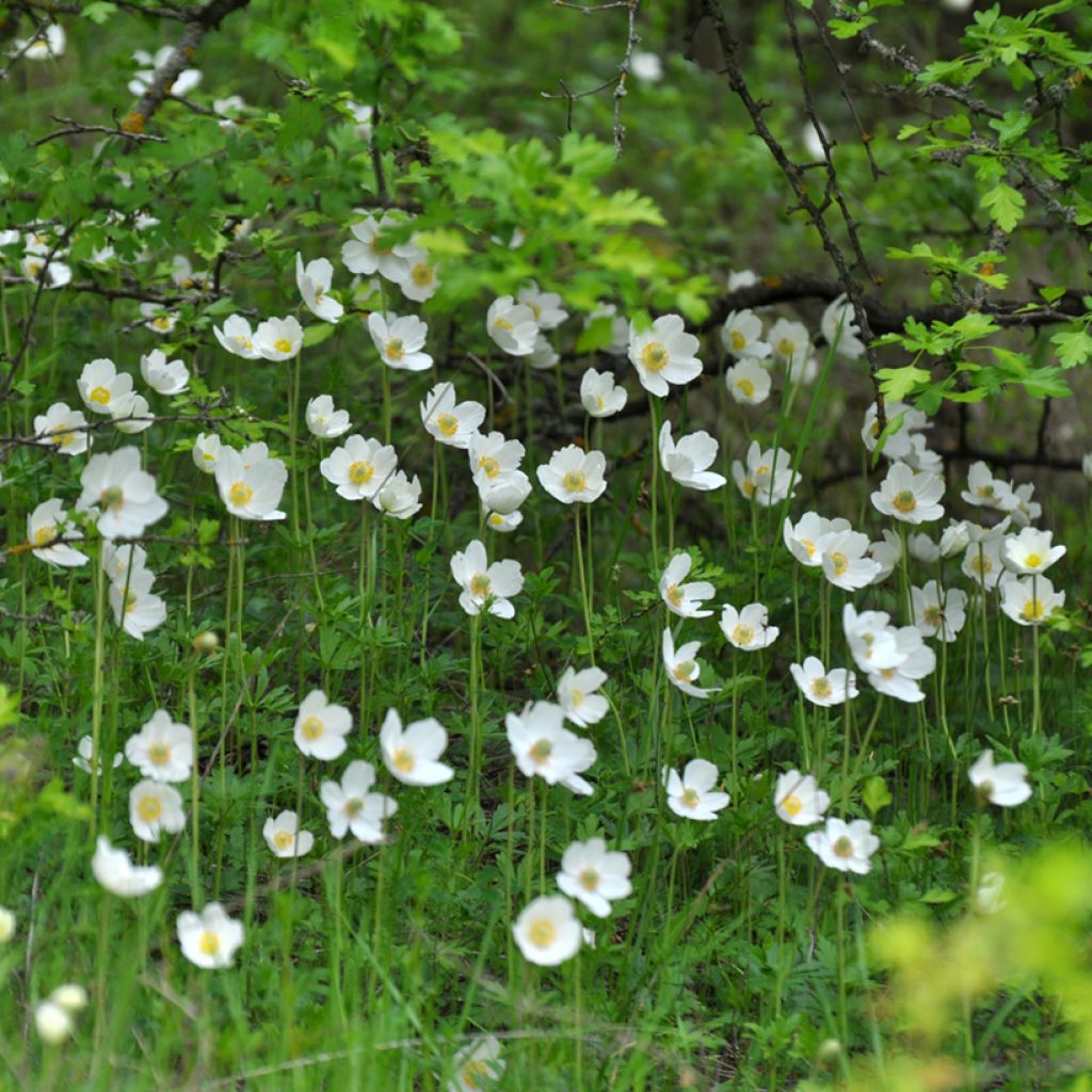 Anémone sauvage - Anemone sylvestris