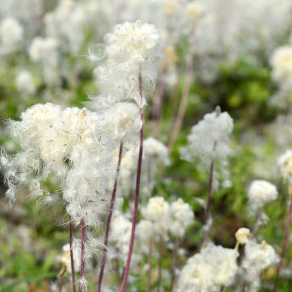 Anémone sauvage - Anemone sylvestris