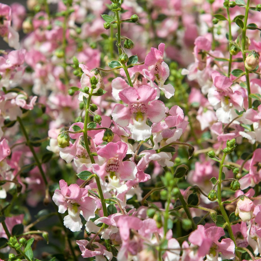Angelonia angustifolia Angelface Wedgewood Pink 2026