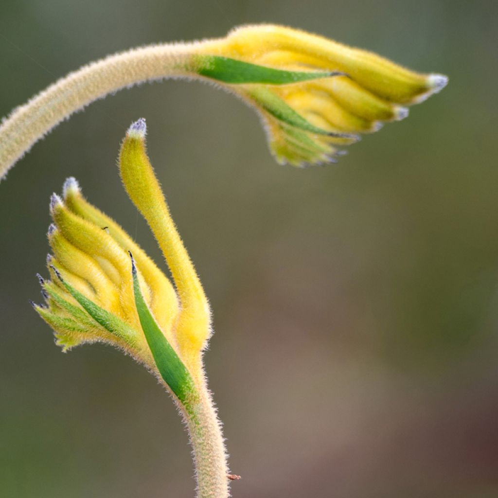 Anigozanthos flavidus Bush Bonanza - Zampe di canguro