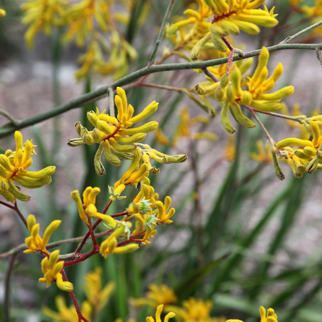 Anigozanthos flavidus Bush Bonanza - Zampe di canguro