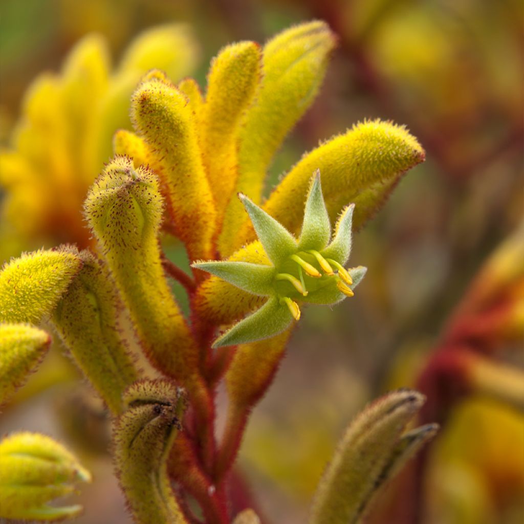 Anigozanthos flavidus Bush Bonanza - Zampe di canguro