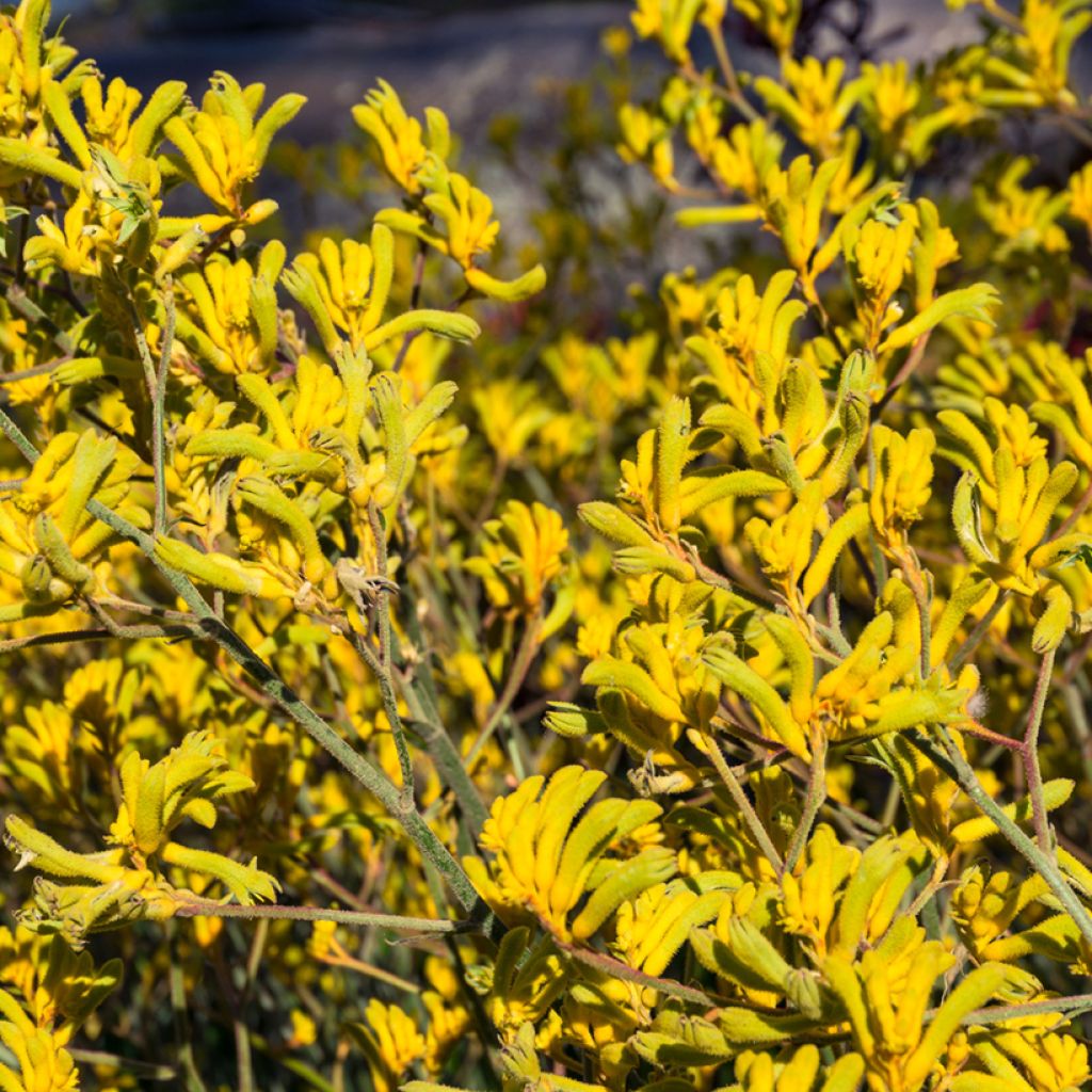 Anigozanthos flavidus Bush Bonanza - Zampe di canguro
