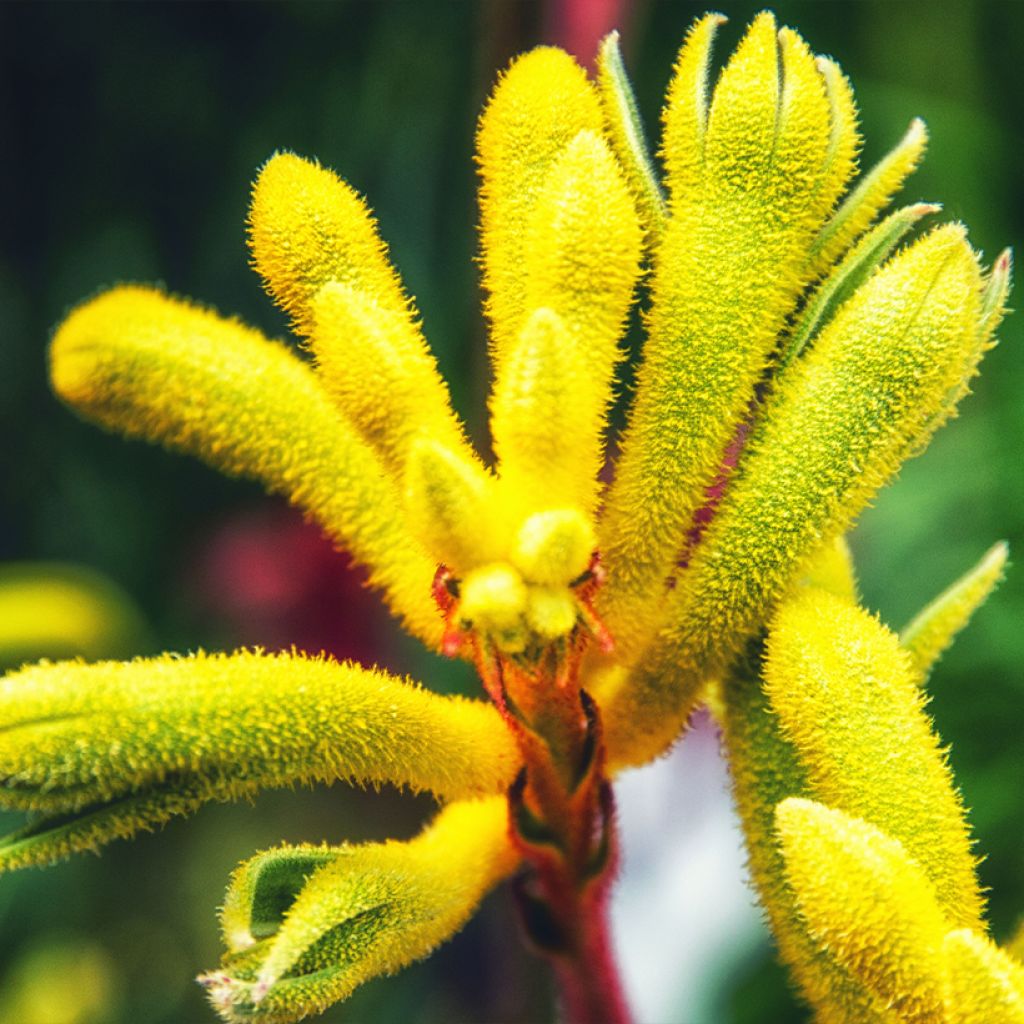 Anigozanthos flavidus Bush Bonanza - Zampe di canguro