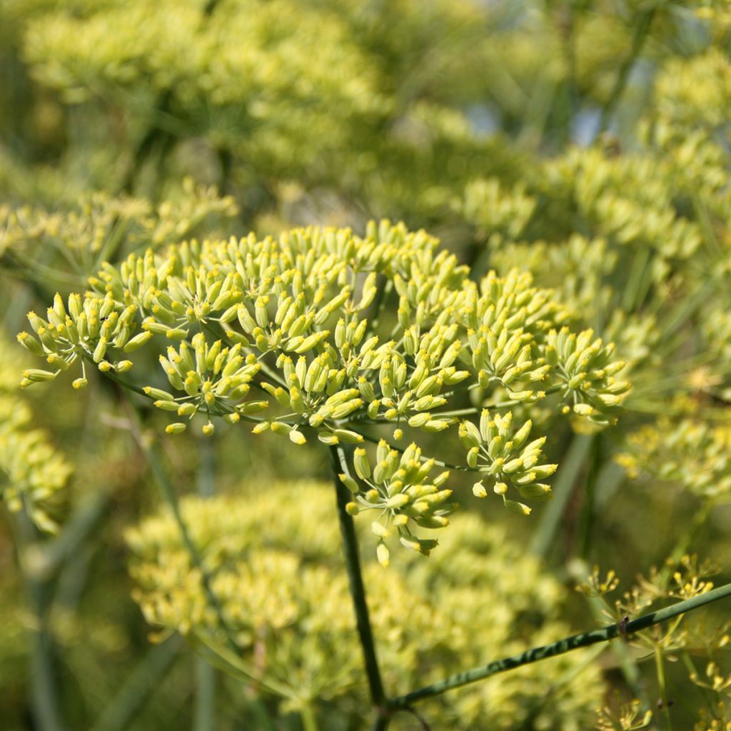 Pimpinella anisum BIO - Anice comune