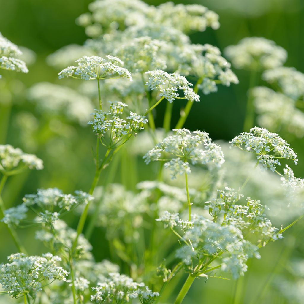 Pimpinella anisum BIO - Anice comune