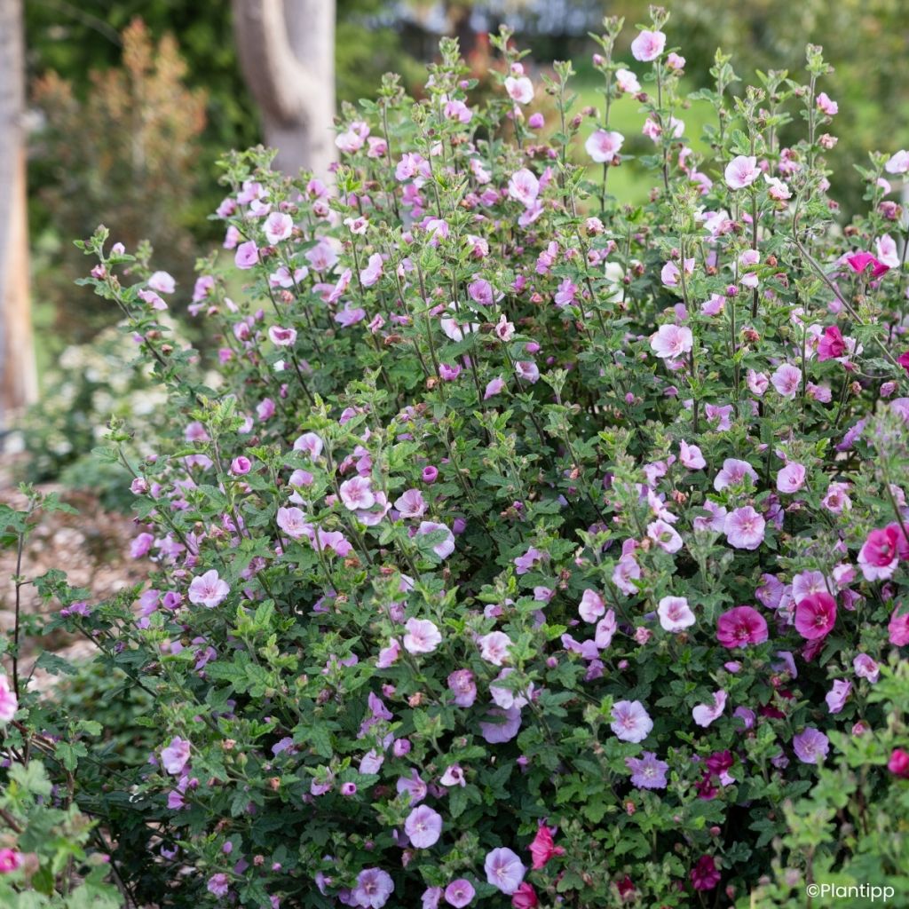 Anisodontea Cotton Candy Pink - Malva del Capo