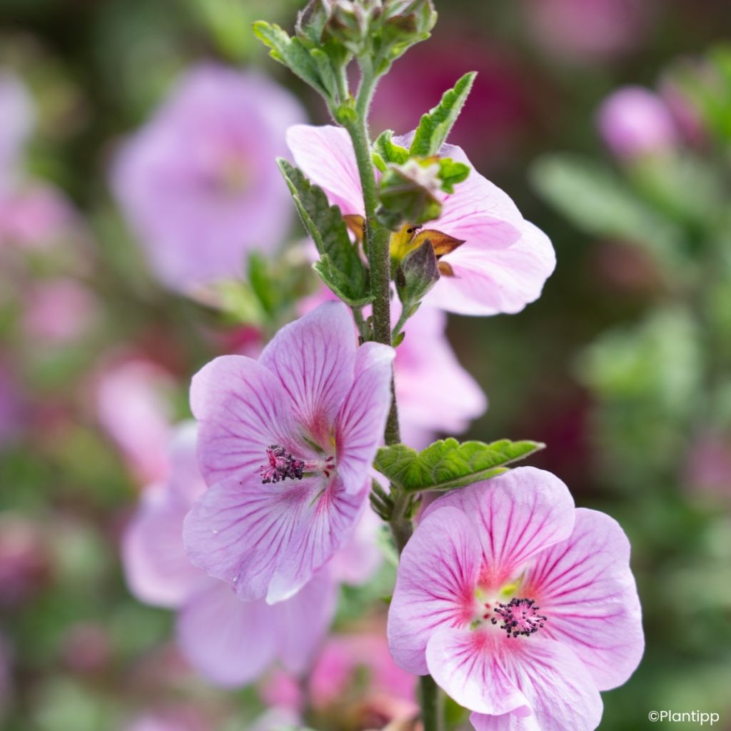Anisodontea Cotton Candy Pink - Malva del Capo