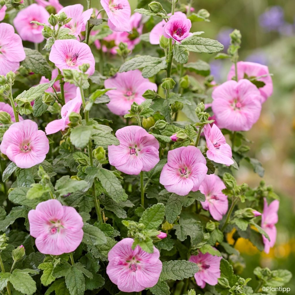 Anisodontea Cotton Candy Pink - Malva del Capo