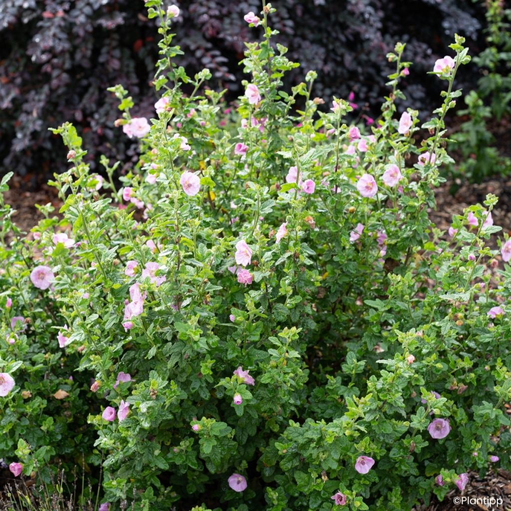 Anisodontea Cotton Candy Pink - Malva del Capo