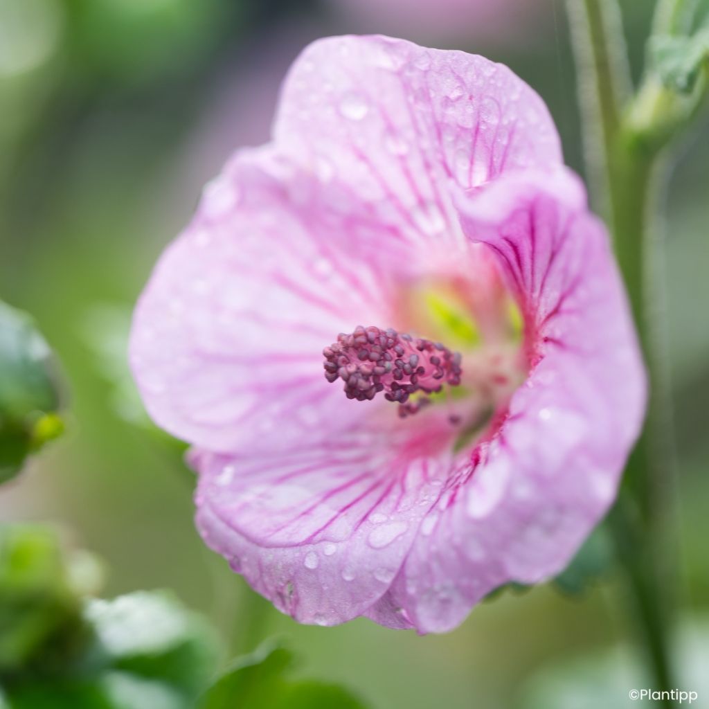 Anisodontea Cotton Candy Pink - Malva del Capo
