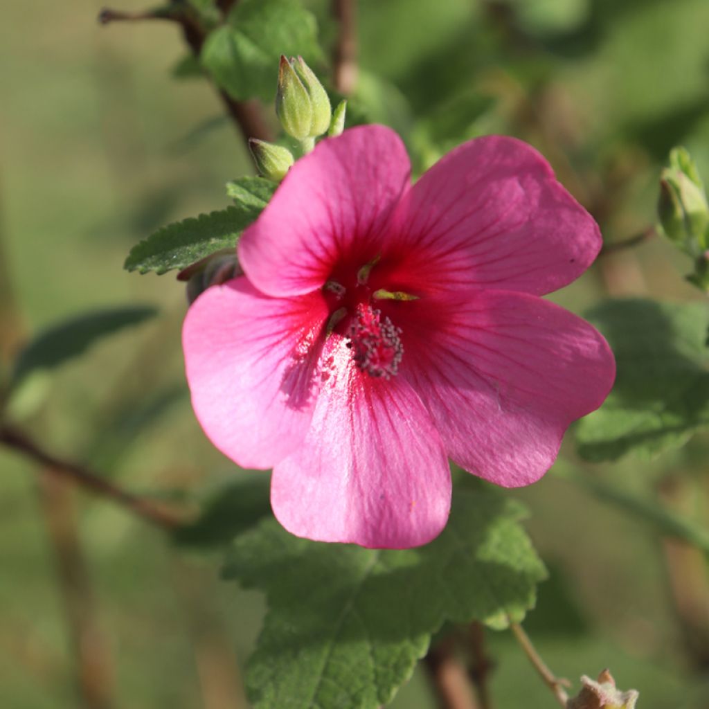 Anisodontea capensis El Rayo - Malva del Capo