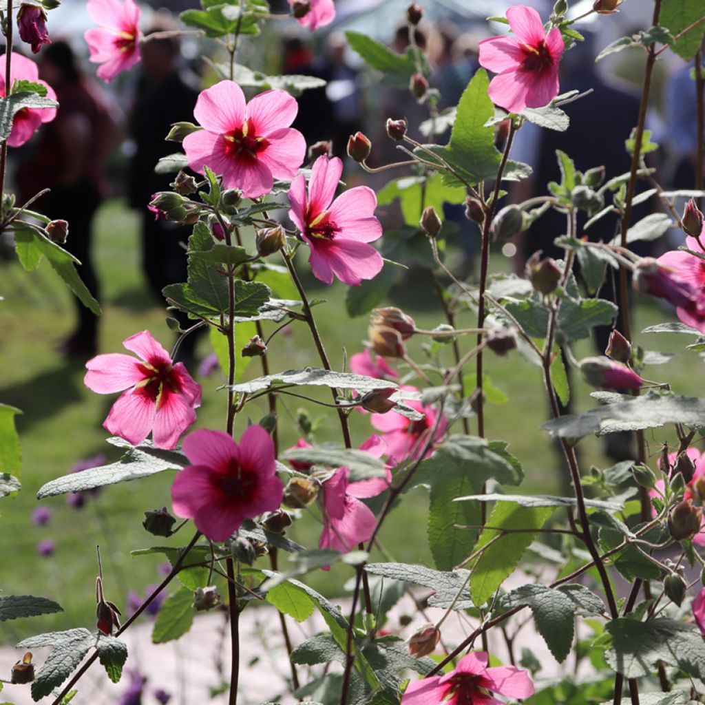 Anisodontea capensis El Rayo - Malva del Capo