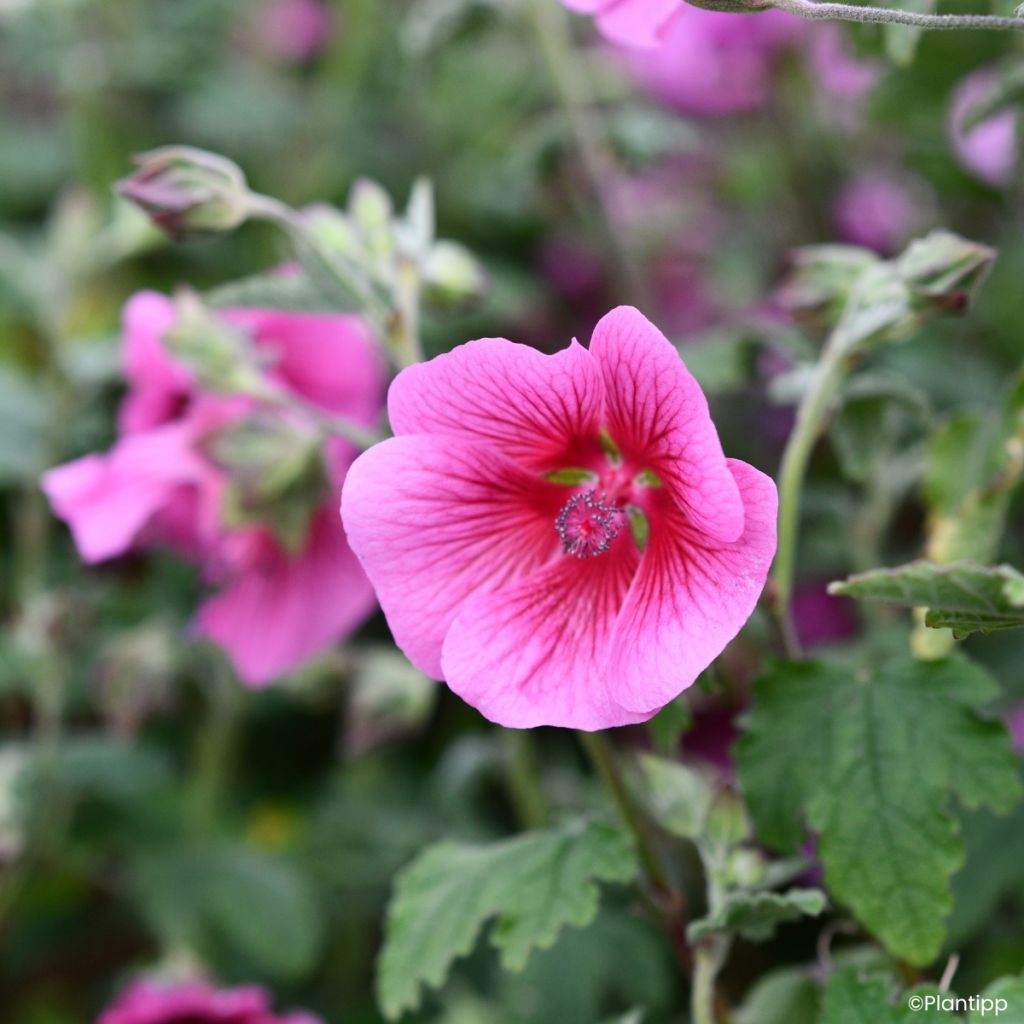 Anisodontea Carnival Lights Celebration - Malva del Capo