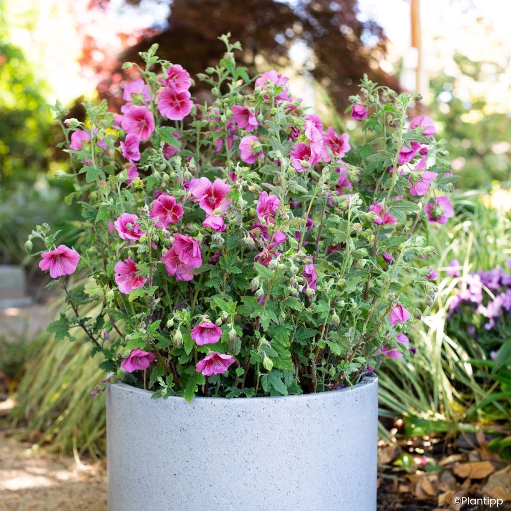 Anisodontea Carnival Lights Celebration - Malva del Capo