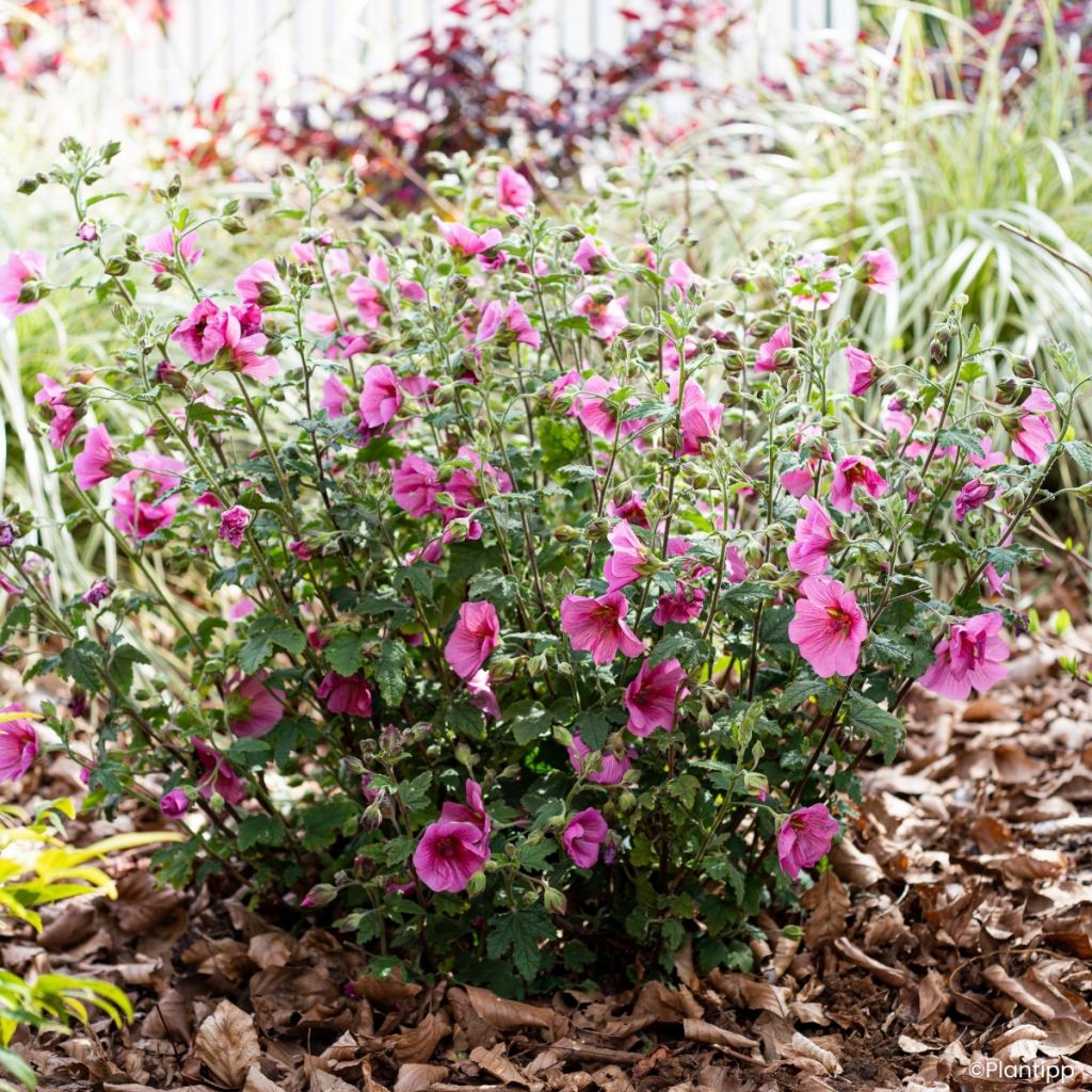Anisodontea Carnival Lights Celebration - Malva del Capo