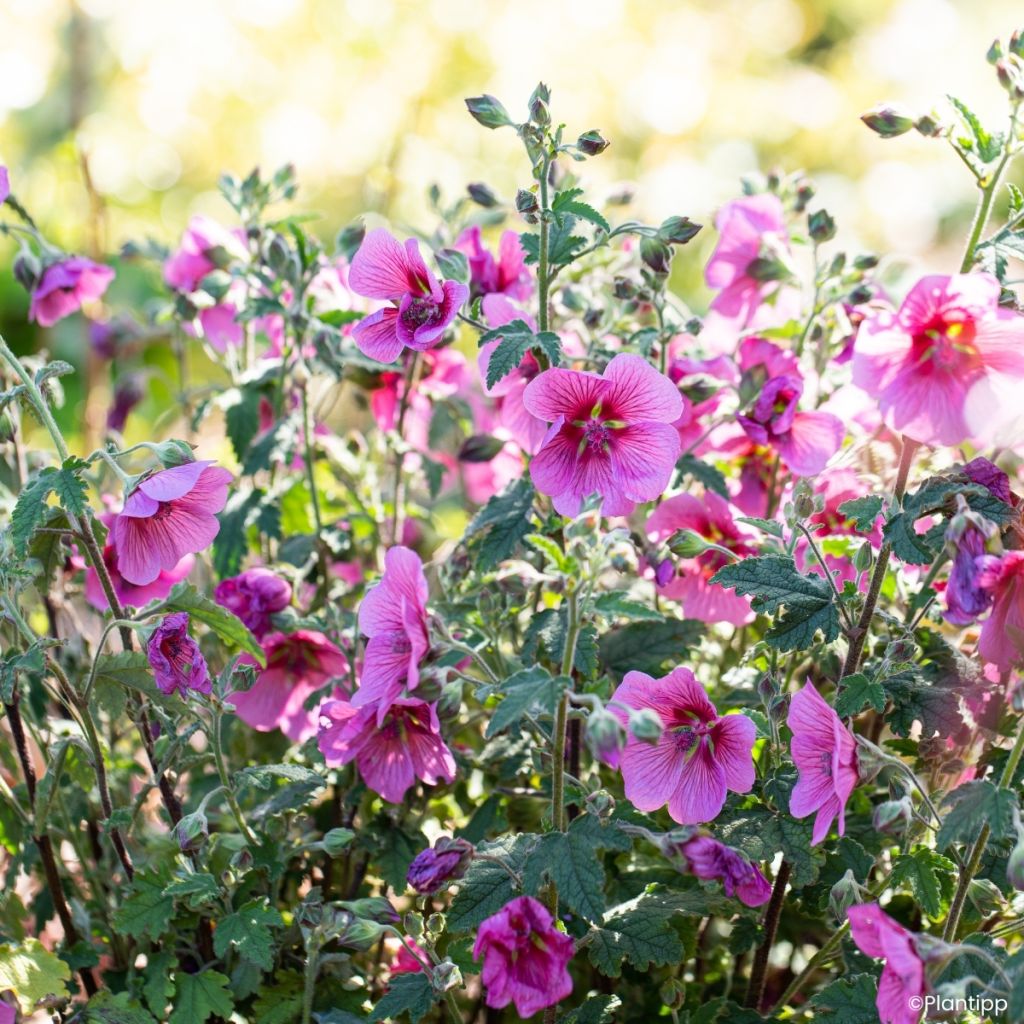 Anisodontea Carnival Lights Celebration - Malva del Capo