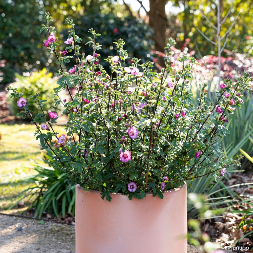Anisodontea Carnival Lights Gala - Malva del Capo