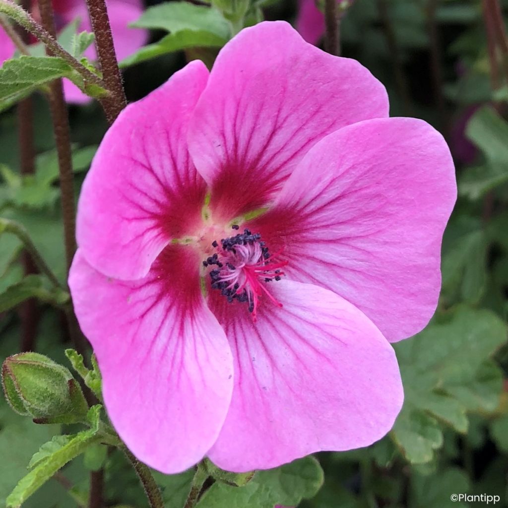 Anisodontea Carnival Lights Gala - Malva del Capo