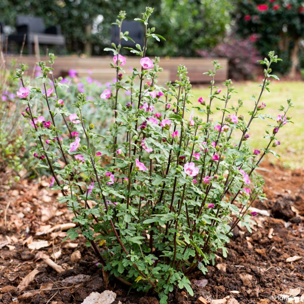 Anisodontea Carnival Lights Gala - Malva del Capo