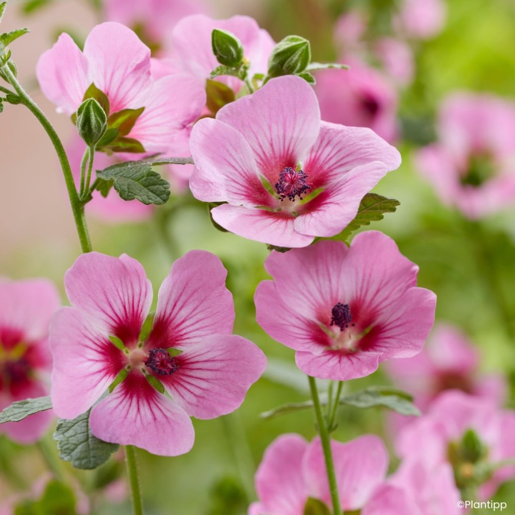 Anisodontea Carnival Lights Gala - Malva del Capo