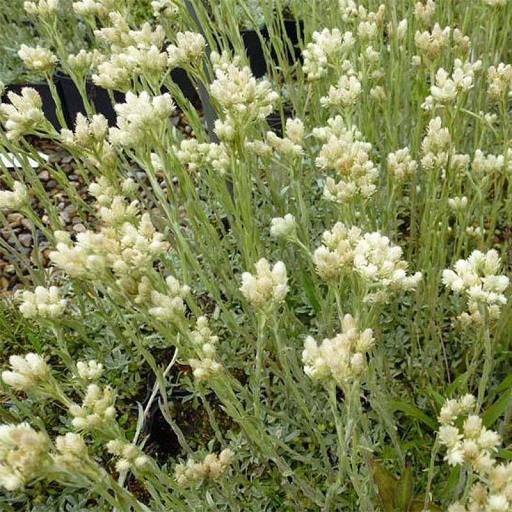 Antennaria dioica var. borealis - Sempiterni di montagna